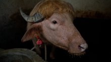 El búfalo albino de 700 kilos "Donald Trump": tiene su mismo peinado y color de pelo
