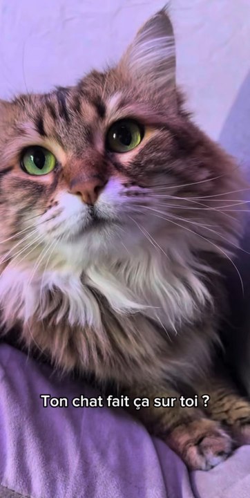 Pourquoi les chats font ça ? 😳