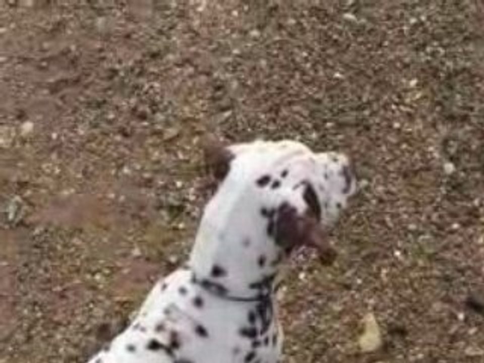 chiot dalmatien Disney en bord de seine