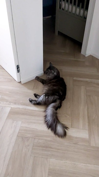 Best babysitter ever :) #cat #funnycats #catlover