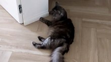 Best babysitter ever :) #cat #funnycats #catlover