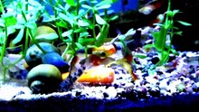 Amano shrimps in Community aquarium