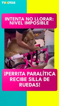 Perrita paralítica recibe silla de ruedas y conmueve a todos 😭🐶❤️