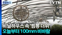 [날씨] 비닐하우스 속 '찜통 더위'...오늘부터 비바람 '최고 100mm' / YTN