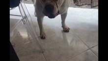 Agozzino Alfredo story con i suoi cani