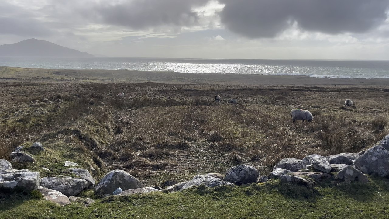 Roadside sheep — high quality Irish baa