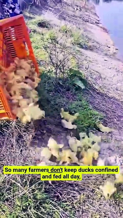 Farmers throw ducks into water every morning—the smart reason why! 🦆💧 #DuckFarming #SmartFarming