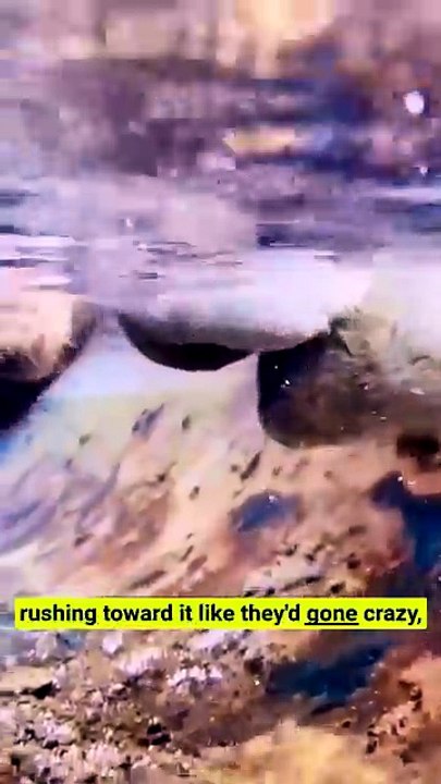 Never leave water for wild camels in the desert—here's the dangerous reason! 🐪⚠️ #Wildlife #DesertLife
