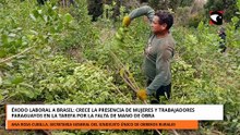 CRECE LA PARTICIPACIÓN DE MUJERES Y PARAGUAYOS EN LA TAREFA POR LA FALTA DE MANO DE OBRA