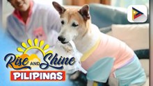 Wednesday Pet's Day | Hershee the aspin