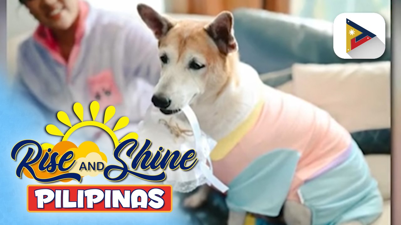 Wednesday Pet's Day | Hershee the aspin