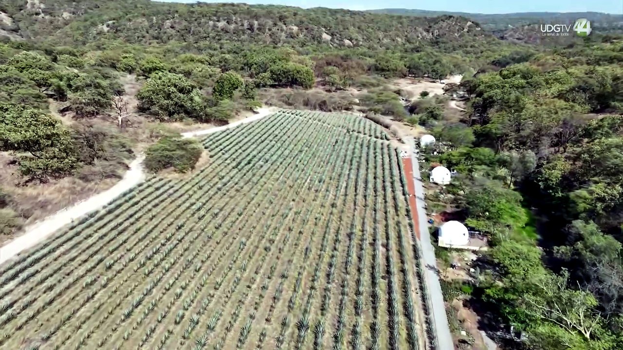 Piden que la Semadet y Proepa sancionen daño causado por agave y banco de materiales a La Primavera