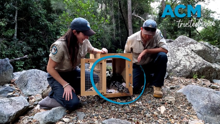 A northern quoll was spotted fleeing from a truck as it arrived in Brisbane in March 2026, more than 600km away from its home in Rockhampton, Queensland.