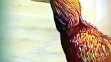 All type videos
