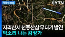 '지리산 로또' 100년근 천종산삼 발견...억소리 나는 감정가 [지금이뉴스] / YTN