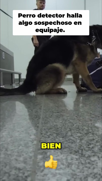 Perro de Aduanas Detecta Sospechoso en Aeropuerto de Río