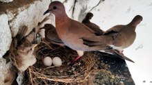 Peaceful Dove Nest Sounds For Relaxation your day