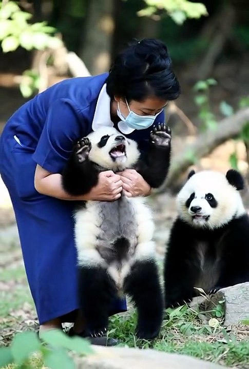 #bigpandas #cute