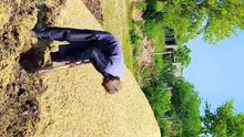 Punjabi mahol