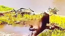 Birds/Animals Wonderful sounds