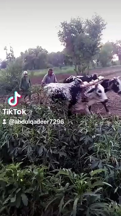 Punjabi mahol