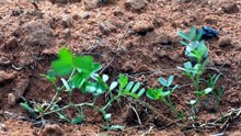 South Australia farmers optimistic for next crop despite locust swarm, fuel costs