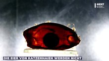 Warum haben Hai-Eier eine so außergewöhnliche Form?