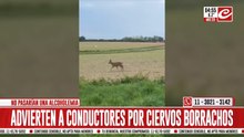 Ciervos borrachos generan preocupación entre los conductores