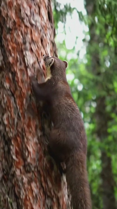 The Fastest Hunter in the Trees:Pine Marten! 🌲😳#Shorts #Trending #ViralShorts #WildlifeDocumentary
