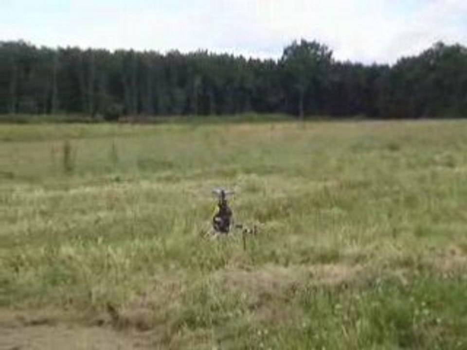 TREX 500 - Looping - DESMO4