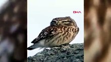 Nesli koruma altındaki küçük avcı Türkiye'de kameralara yakalandı!
