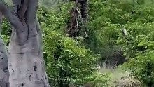 Funny Brown Hyena Jumps to Steal Leopard Kill from Tree in Safari