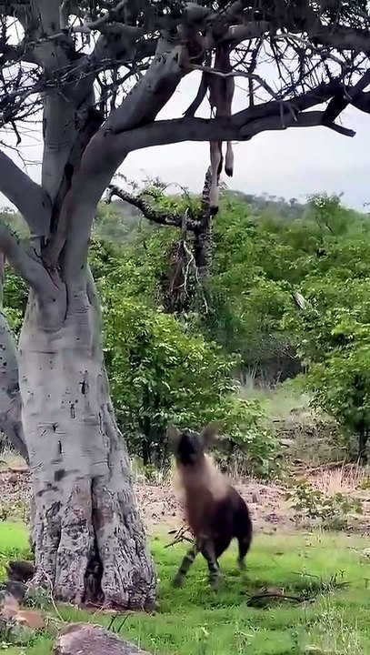 Funny Brown Hyena Jumps to Steal Leopard Kill from Tree in Safari