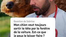 Y a-t-il des risques si mon chien sort la tête par la fenêtre de la voiture ?