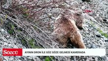 Ayının dronla göz göze gelmesi kamerada