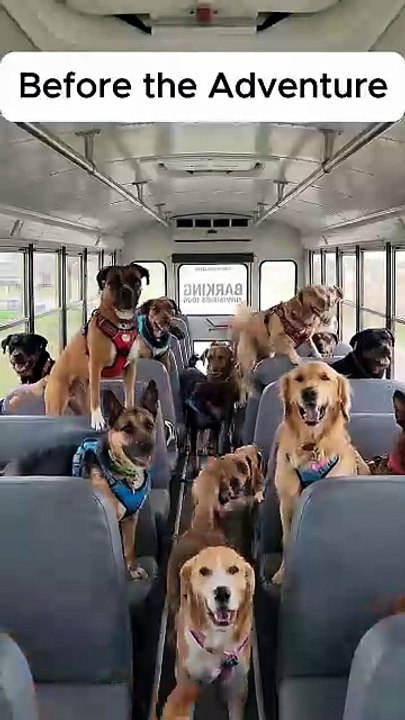 From Chaos to Calm Dogs on a Post‑Walk Bus Buzz