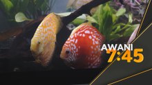 Ikan hiasan Malaysia laris, catat potensi dagangan RM29 juta