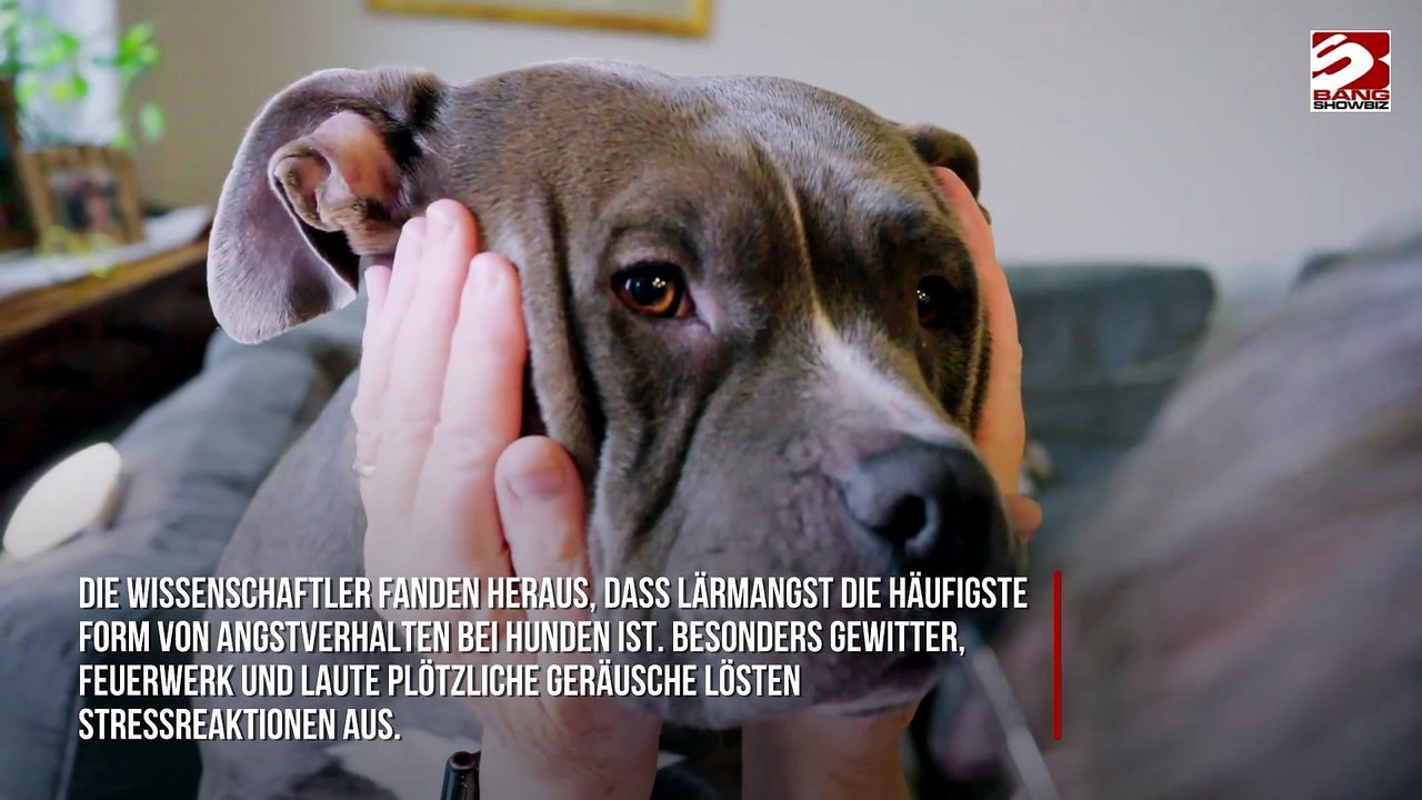 84 Prozent der Hunde leiden unter Angstzuständen