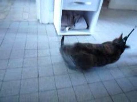 Chat avec un harnais