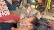 Monkey Doing Skin Care and Hair Care – Funny Animal Grooming Routine