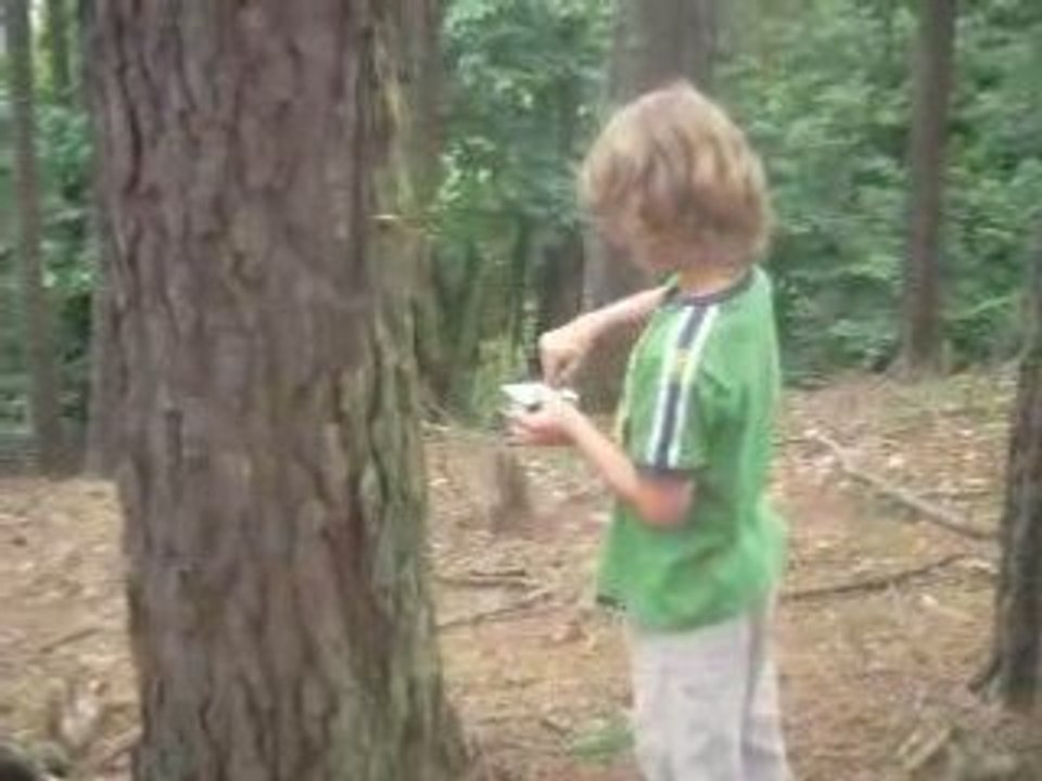In the forest