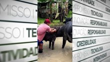 Bezerro de búfalo fica preso no chifre de búfalo adulto