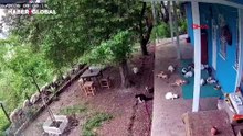Malatya'da depremden büyük bir panikle kaçan kediler sosyal medyada gündem oldu