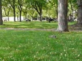 Ecureuil du parc Laurier 2, Montréal