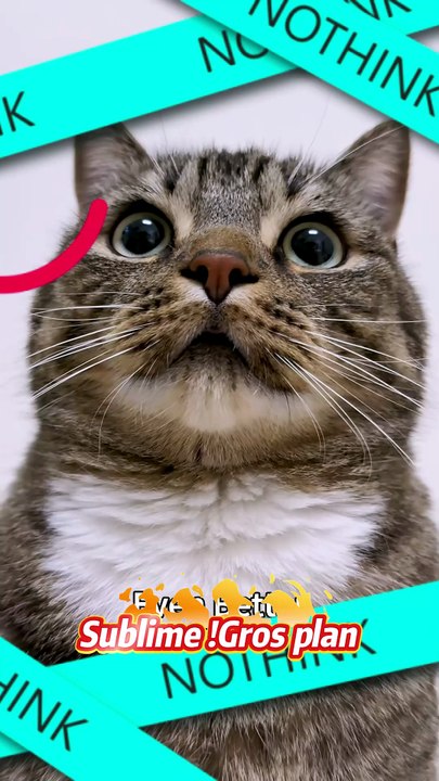 Avoir un chat fort, c'est vraiment stylé !