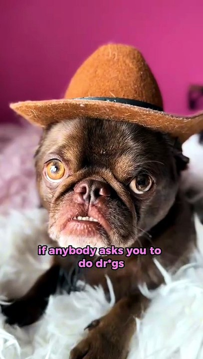 King Chilli The Pug