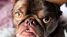 King Chilli The Pug