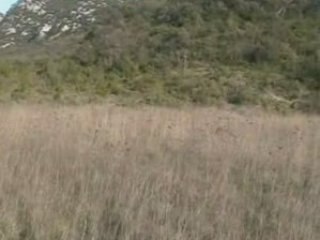 Caloo braque de weimar