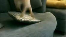 This Dog's Energy Level Will Blow Your Mind! || ItsNowViral #Animals #DogLovers #PetFootage #HappyDog #PlayfulDog