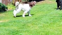 When Your Dog Pretends to Understand… Then Drops A Plot Twist